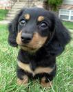 Dachshund