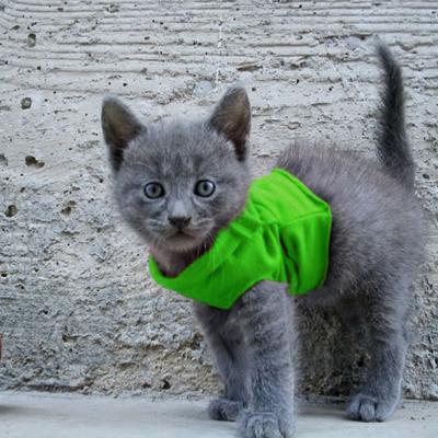 Eco-Kitty
