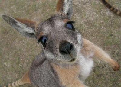 A baby kangaroo