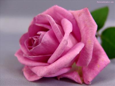 Pembe Gül
