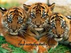 three tigers