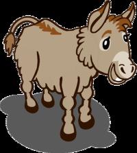 Rare Donkey