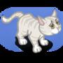 white kitten