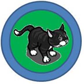 black kitten