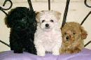 Puppies