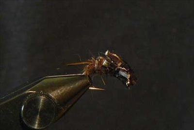 Stonefly