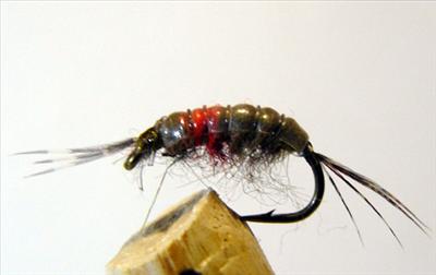 Shrimp