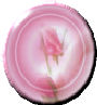 Single Rose