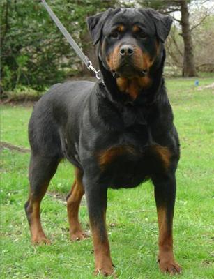 Rottweiler