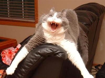 ANGRY CAT!