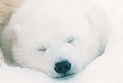 Polar Bear