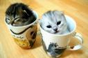 Kittens in cups