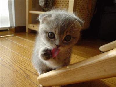 Darn cute kitten