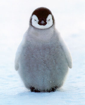 Cold little penguin