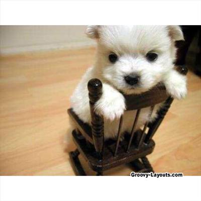 Puppy with his own chair