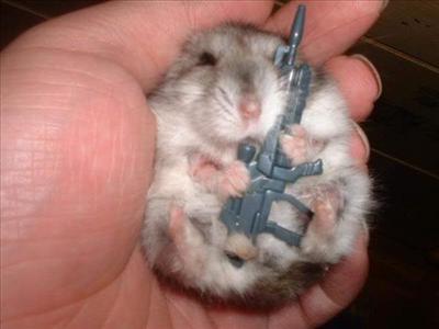 Evil hamster