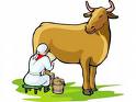 gold cow