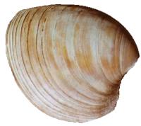 Quahog
