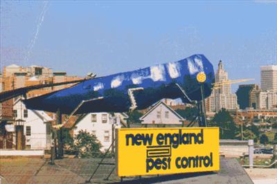 Big Blue Bug