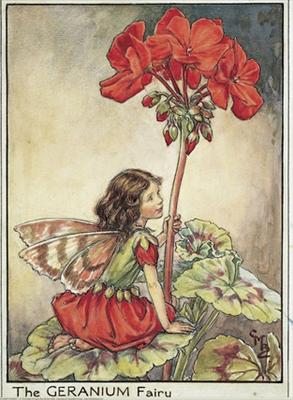 Geranium Fairy