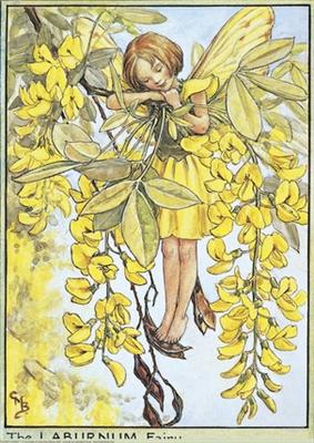 Laburnum Fairy