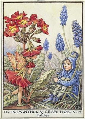 Polyanthus & Grape Hyacinth Fairies