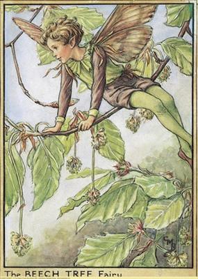 Beech Tree Fairy