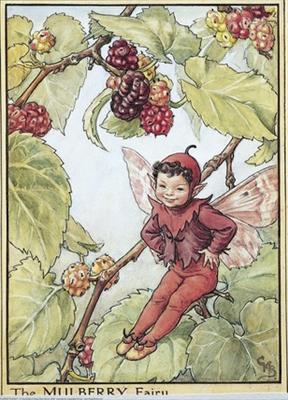 Mulberry Fairy