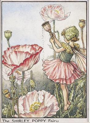 Shirley Poppy Fairies