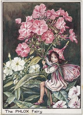 Phlox Fairy