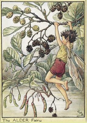 Alder Fairy