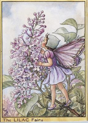 Lilac Fairy