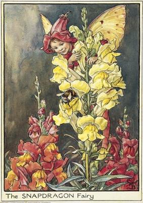 Snapdragon Fairy