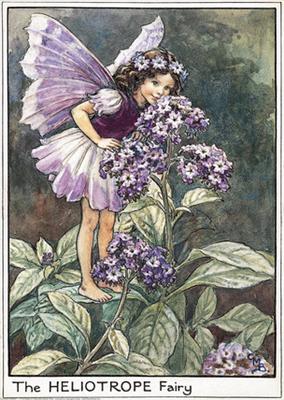 Heliotrope Fairy