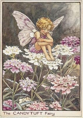 Candytuft Fairy
