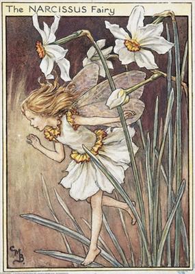 Narcissus Fairy