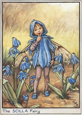 Scilla Fairy