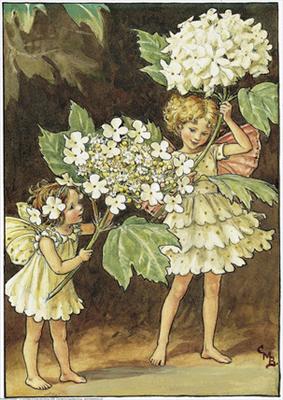 Guelder Rose Fairies