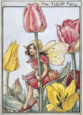 Tulip Fairy