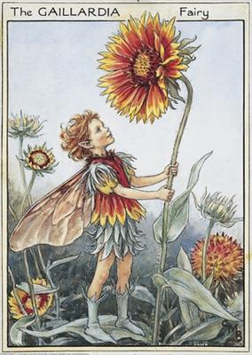 Gaillardia Fairy