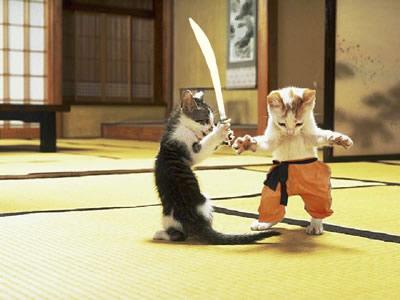 Ninja Cats