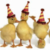Party Chicks