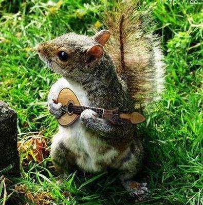 banjo squirrel
