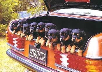 puppies in a car