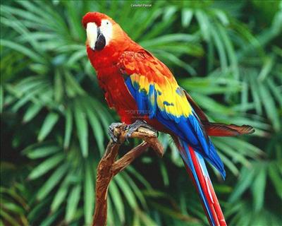 parrot