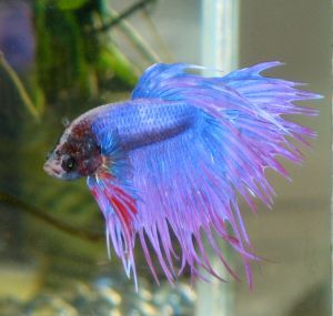 beta