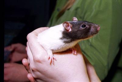 rat