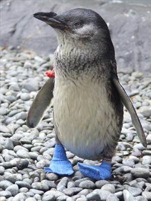 baby penguin