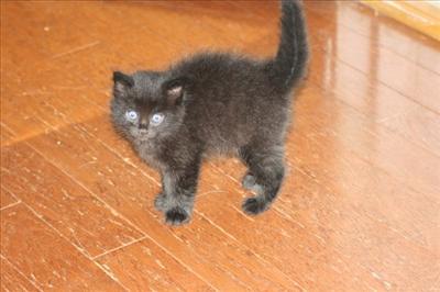 Baby Cat