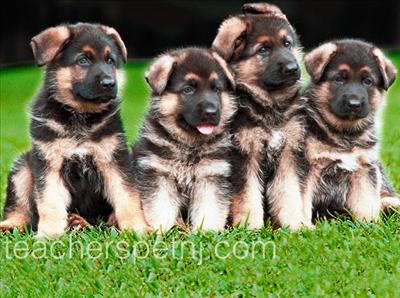 puppies